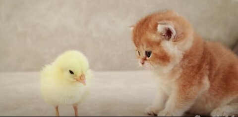 Kitten bonding with chicken | cute cat video sleeping sweetly with a chicken