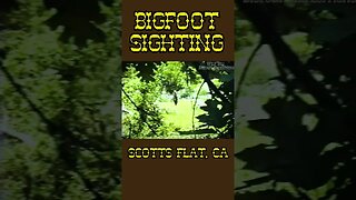 Raw Bigfoot footage! Real?#bigfoot #california