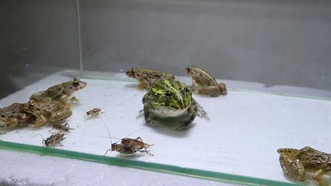 Pacman Frog Crazy Frog Centipede-1