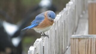 Bluebird