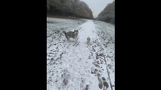 Husky in snow with Shih Tzu