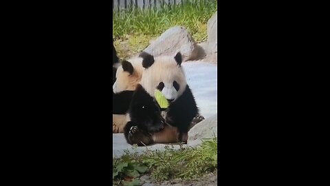 The giant panda and cub really needs ice creams and cubes for this heatwave weather?