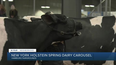 It's the Westminster Dog Show for Cows! New York Holstein Spring Dairy Carousel returns