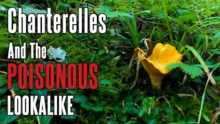 Chanterelle Mushrooms (and POISONOUS Lookalike) | Foraging in Appalachia