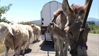 Donkey Power and Wagon Brake Get Tested!?