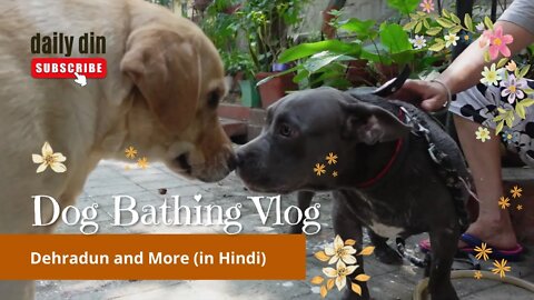 Daily Din 02 | Hindi Vlog Video | Dog Bathing Vlog Dehradun 2022