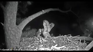 Dad Delivers Midnight Snack 🦉 4/3/22 23:54