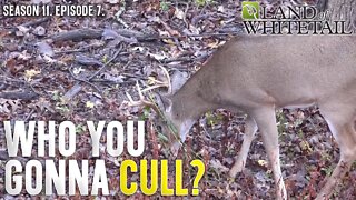 Why the Cull Buck is a Myth | Land of Whitetail