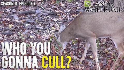Why the Cull Buck is a Myth | Land of Whitetail
