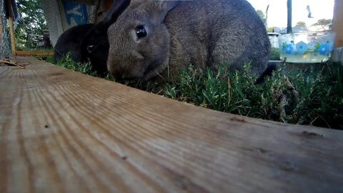 Young Rabbits in the lawn tractor. nom. nom. nom.