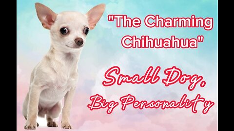 The Charming Chihuahua: Small Dog, Big Personality