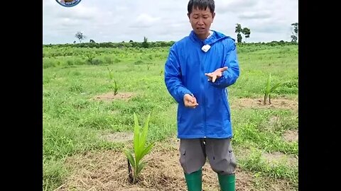 ដំណាំដូង / តាកាំងរៀនដាំដូងខ្នាយមាន់