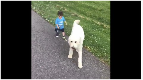 Dedicated 1-year-old boy preciously walks his doggy