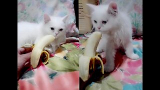 Cat Expressed Arrogant/Hilarious Reaction To Bananan
