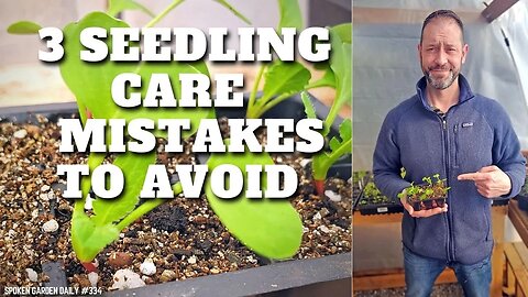 🌱 3 Seedling Care Mistakes to Avoid #shorts | Seedling Care - SGD 334 🌱