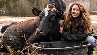 What to look for when your milk cow is CALVING!