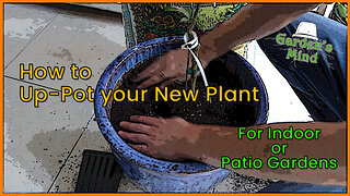 How to Up-Pot your New Plant