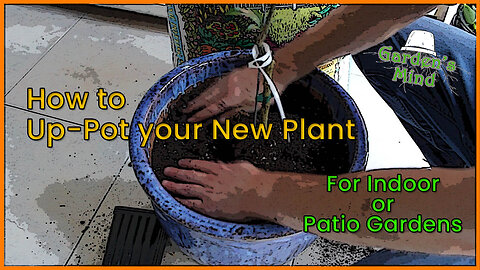 How to Up-Pot your New Plant