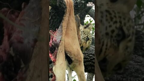 Leopard Feeds In A Tree | Saturday #shorts