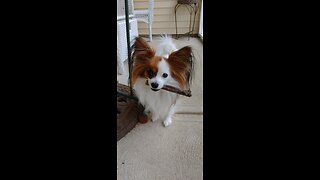 Land shark papillon