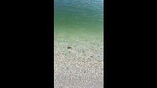 Hermit Crab On Keewaydin Island #HermitCrab #Crab #FYP #Keewaydin #mywalksinparadise