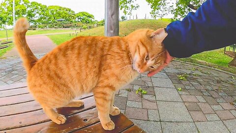 There was a ginger tabby cat on the park bench, so I sat next to him and went nadenade