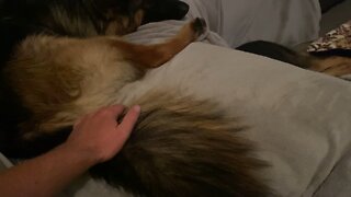 Fluffy tail times