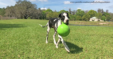 Happy Great Dane Puppy Learns to Fetch Jollyball