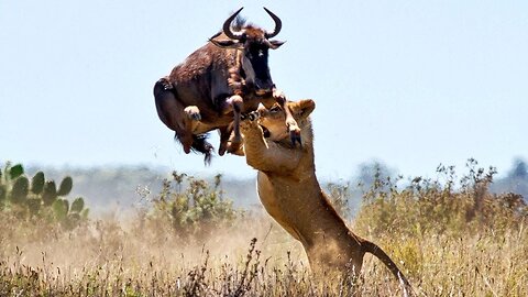 Impressive Scene! Lion Seize The Opportunity To Chase Wildebeest To Migrate - Discovery Wild Animal