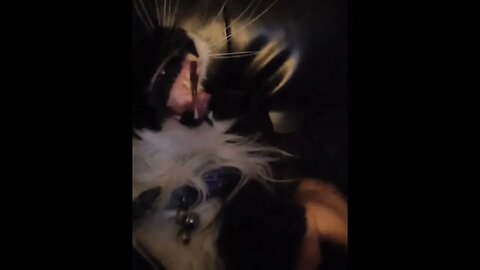 Kittens Mighty Yawn That Can Wake The Dead #viral #youtubeshorts #cat #vlog