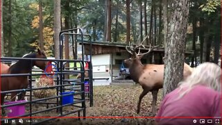 Horse verses Bull Elk - Caused By Humans Creating Competition For Food