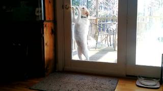 Dog lets herself into house, politely closes door behind her