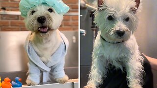 Bath Time For This Adorable Little Pup