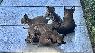 A Family of Bobcats with 5 Kittens, Saddlebrooke, AZ