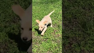 Labrador Retriever Pups Exploring