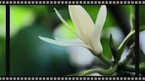 Manfaat Cempaka Putih (Michelia alba)