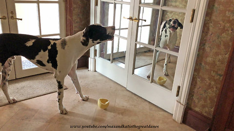 Funny Great Dane Howls At Himself In The Mirror
