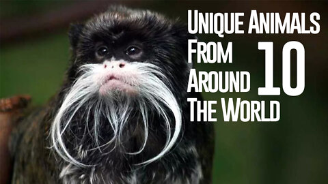 10 Unique Animals From Around The World