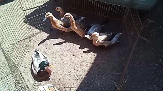 Welsh Harliquin Ducks, ( maybe crosses ) going to a new home ( Video 2 )
