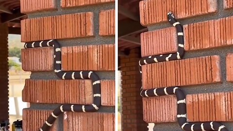 snake climbing brick wall