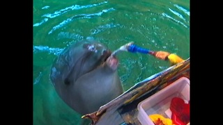 Dolphin Painter