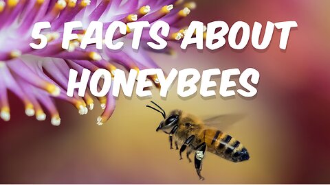 5 Facts about Honeybees