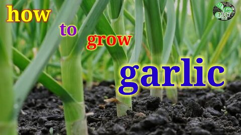 how to grow garlic at home /लहसुन को घर पर गमले कैसे उगाये 🤔