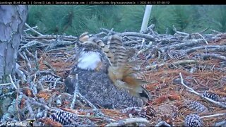 Meticulous Feather Preening 🦉 2/13/22 6:58