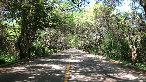 Carob trees