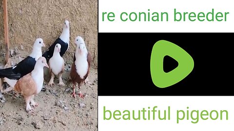 Beautiful pigeon re conian breeder
