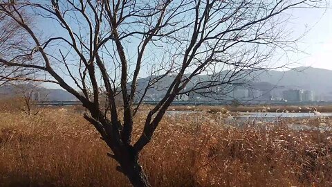 The Nakdong River seen from the reed forest and the city center seen in the distance.