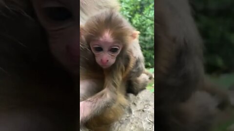 Cute Baby Monkey. Pls Like, Subscribe and Comment. Thank you