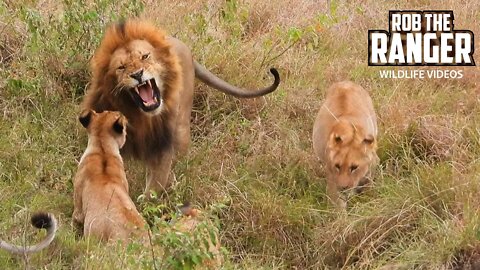 Lion Returns To His Pride | Maasai Mara Safari | Zebra Plains