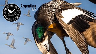 Half Way There - Chilean Wigeon & Rosy Bill | The Journey Within, South America Waterfowl Slam